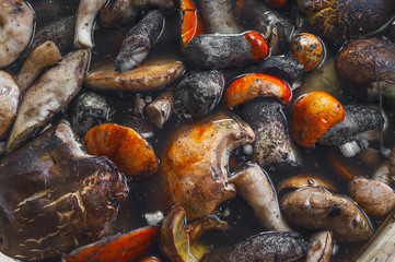 Top Down View of Freshly Collected Red-Capped Scaber Stalk Fungus, Mushrooms (Leccinum Aurantiacum) and Other Edible Species Being Washed Before Processing.