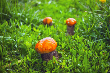 One Big Red-Capped Scaber Stalk Fungus, Mushroom (Leccinum Aurantiacum) and Two Small Ones in the Grass after Rain on a Sunny Summer Day.
