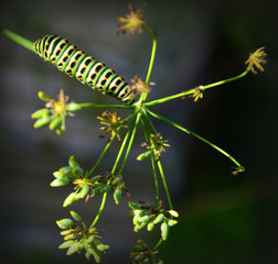 caterpillar on a leaf