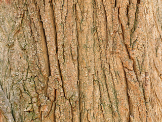 Brown old tree bark, texture and background.