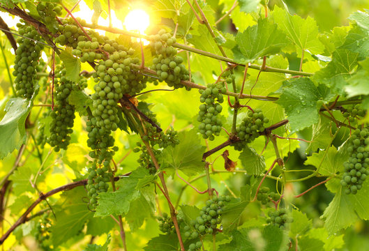 Growing grape in vineyard in the sunlight. Clusters of unripe grape close-up.