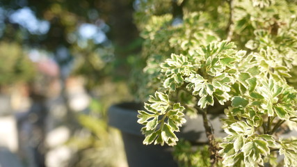 OrnamOrnamental plantsental plants