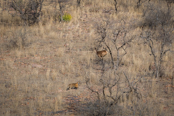 Habitat image with a female tiger cub and alert running sambar deer at Ranthambore National Park. A beautiful tiger cub in search for huge prey at dry hill during hot summer at Ranthambore	
