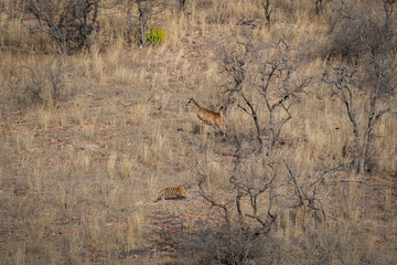 Habitat image of a female tiger cub and alert running sambar deer at Ranthambore National Park. A beautiful tiger cub in search for huge prey at dry hill during hot summer at Ranthambore	