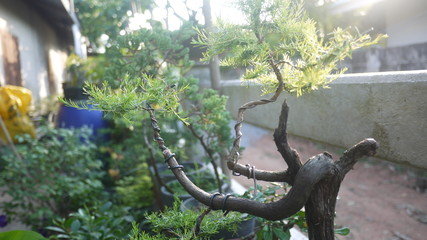 Ornamental plants
