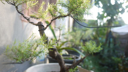 Ornamental plants