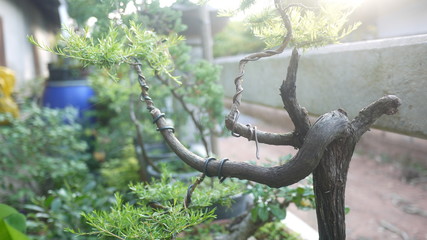 Ornamental plants