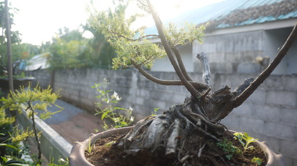 Ornamental plants