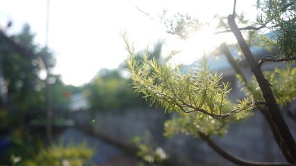 Ornamental plants