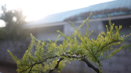 Ornamental plants