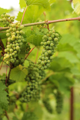 Growing grape in vineyard in the sunlight. Clusters of unripe grape close-up.