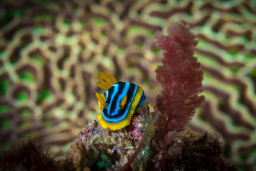 Fototapeta na wymiar A beautiful nudibranch in front of a colourful brain coral