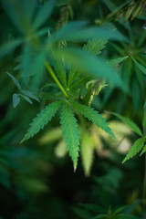 fields of industrial hemp in Estonia