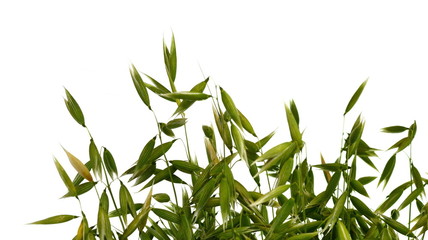 Bunch of green oats isolated on a white background. Oat ears. bouquet of fresh green oat seeds close up isolated.