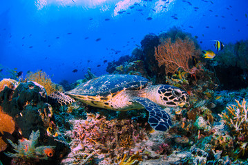 A beautiful green turtle over colourful corals and blue water