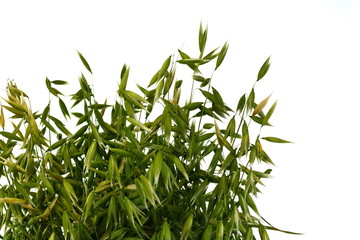Bunch of green oats isolated on a white background. Oat ears. bouquet of fresh green oat seeds close up isolated.