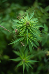 fields of industrial hemp in Estonia