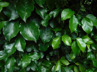 Bright dark green leaves in a natural garden