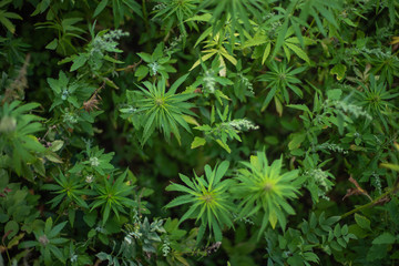 fields of industrial hemp in Estonia