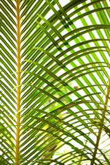 Obraz na płótnie Canvas Abstract pattern of palm leaves close up shot