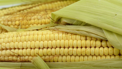 corn cob between green leaves.