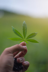 hand holding marijuana