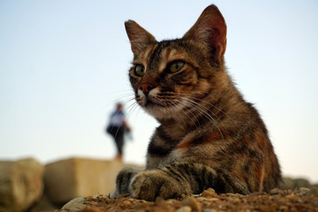 Homeless striped gray cat on the stones close-up on a background of blue clear sky. Interesting: in the background is the blurred figure of the photographer at work, as if the cat is watching him.