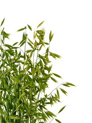 Bunch of green oats isolated on a white background. Oat ears. bouquet of fresh green oat seeds close up isolated.