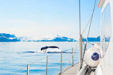 Whale watching from a yacht in Ilulissat icefjord, Greenland. Humpback whale dives showing the tail near the icebergs © smallredgirl