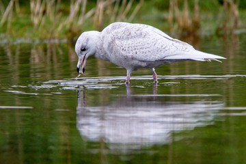 Iceland Gull (Larus glaucoides), juvenile feeding in shallow water, Marazion Marsh RSPB, Cornwall, England, UK.