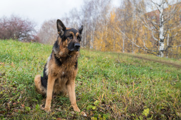 Dog German Shepherd outdoors in an autumn