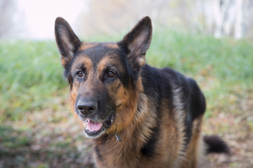 Dog German Shepherd outdoors in an autumn