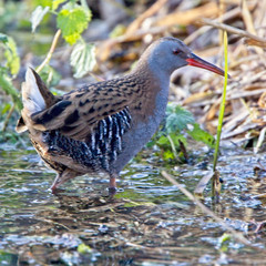 Water Rail (Rallus aquaticus) adult, at the edge of a reedbed, Gloucestershire, England, UK.
