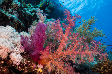 Fototapeta na wymiar Brightly colored Dendronephthya Hemprichi soft coral.
