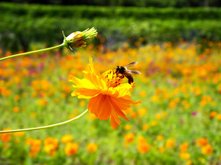 Bee and yellow flower in the garden.