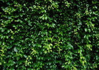 Obraz premium Bright green leaves in a natural garden