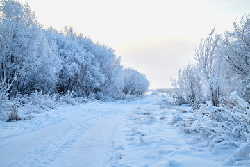 Snowy road among the trees covered with frost on a winter