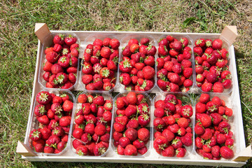 Erdbeeren in Portionsschalen aus Kunststoff. Frisch gepflückt vom Erdbeerfeld.