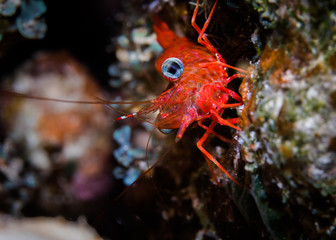 Green-eye Dancing Shrimp (Cinetorhynchus reticulatus) close up of the orange/ red colored shrimp sitting on the reef.