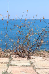 dead tree in desert