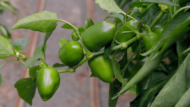 Plant of green peppers with several small peppers in it. Greenhouse crops. Healthy food. Vegetables. Subtle camera movement.