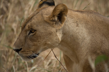 Close up of lioness head. Lioness facing left with whiskers clearly visible and blureed cream background