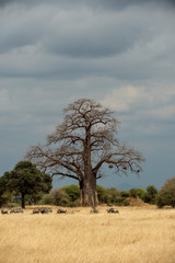 Portrait format of a giant Baobab tree, or Adansonia tree, against blue sky with lower green trees with dry grass in foreground