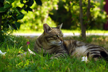 Grey striped homeless cat lying on the green grass close-up. Portrait of a tabby cat in natural habitat.