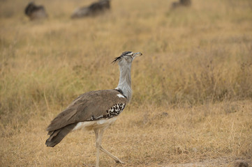 Single Kori bustard, (Ardeotis kori), walking to right with ruffled neck with insect in beak and...