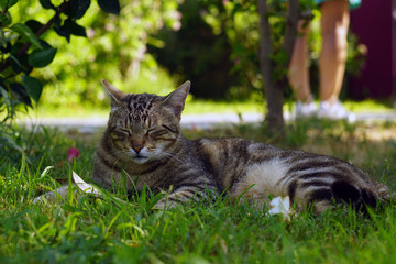Grey striped homeless cat lying on the green grass close-up. Portrait of a tabby cat in natural habitat.
