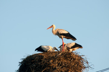 Stork birds on the nest on a beautiful day on the blue sky background