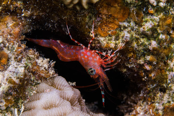 Fototapeta na wymiar Green-eye Dancing Shrimp (Cinetorhynchus reticulatus) close up of the orange/ red colored shrimp sitting on the reef.