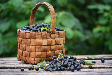Fototapeta na wymiar freshly picked blackcurrant berries in vintage wicker basket on old wooden boards