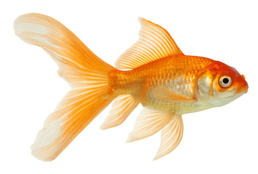 Gold Fish Isolated On White